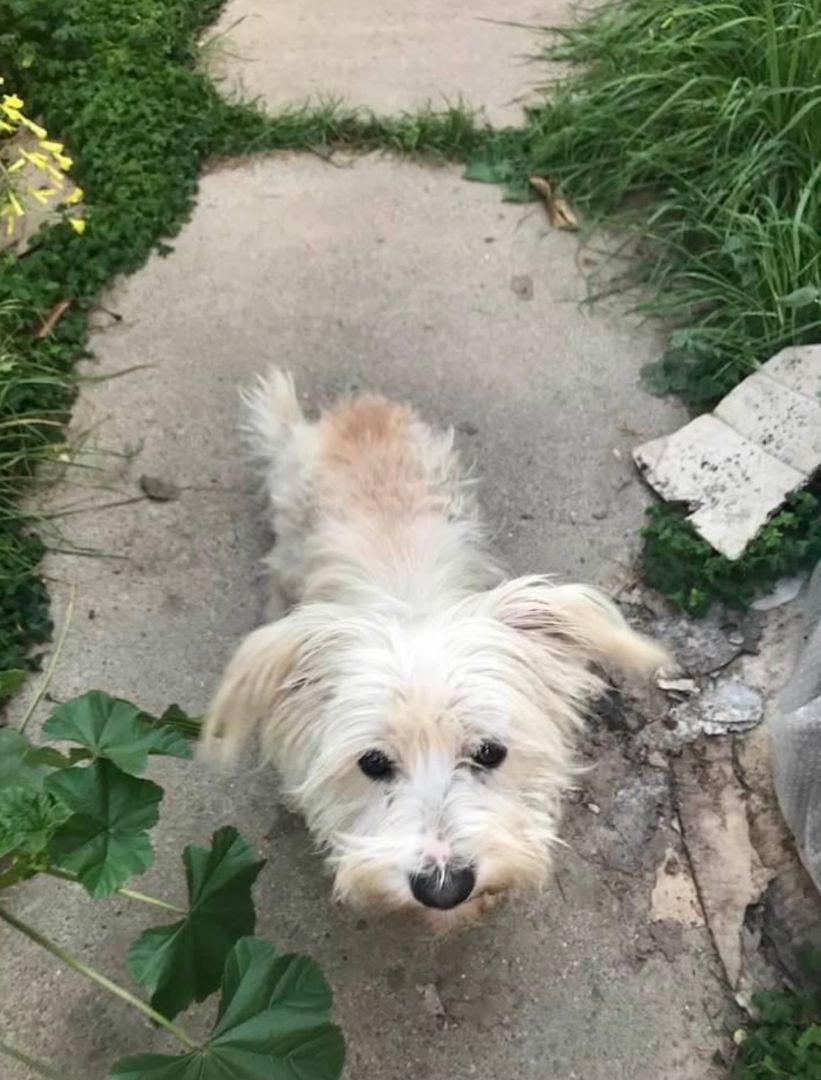 JoJo COURTESY POSTING, a Adopted mixed breed in Santa Clara, CA image 4/5