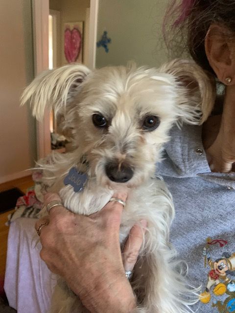 JoJo COURTESY POSTING, a Adopted mixed breed in Santa Clara, CA image 5/5