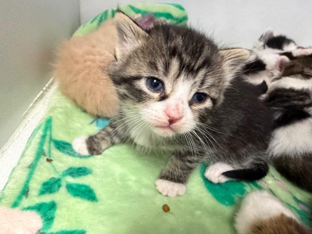 Te Fiti, Adoptable, Kitten Female Domestic Short Hair.