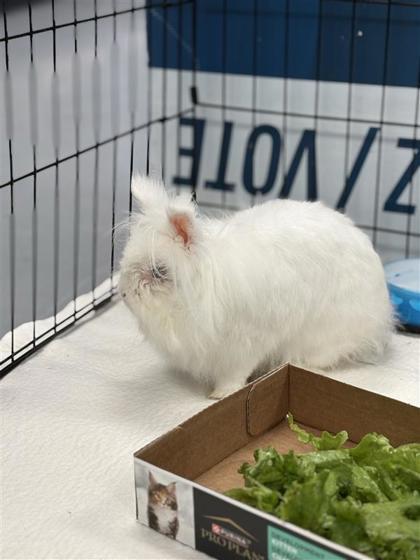 Pipoca, Adoptable, Adult Female Bunny Rabbit.