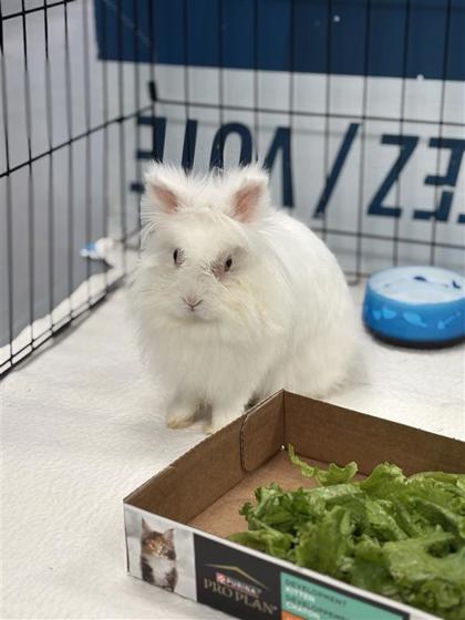 Enlarge Pipoca, a Adoptable Bunny Rabbit in Montreal, QC image 2/3