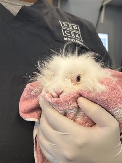 Enlarge Pipoca, a Adoptable Bunny Rabbit in Montreal, QC image 3/3