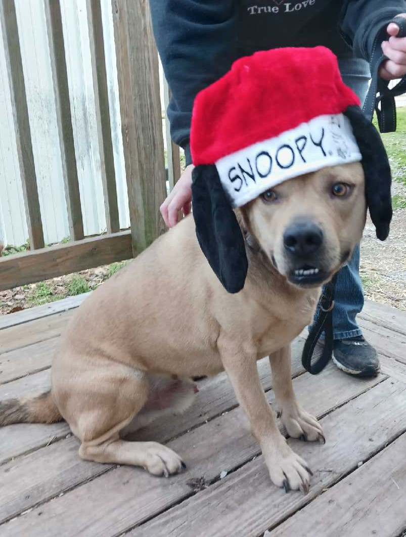 Finn, Adoptable, Adult Male Chow Chow & Hound.