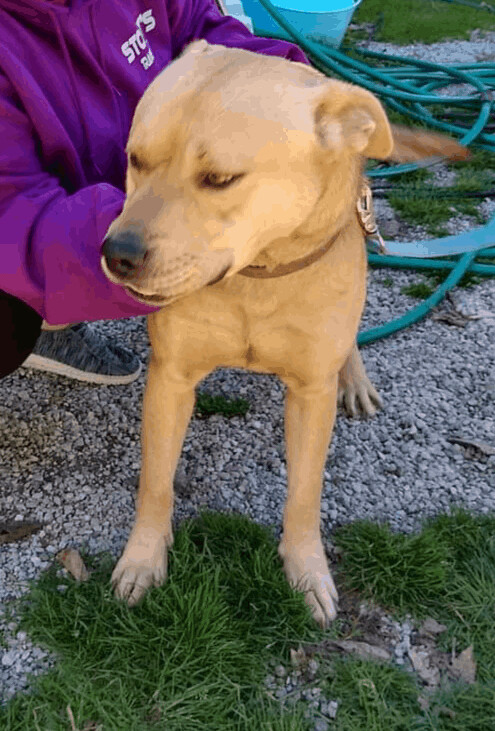 Enlarge Finn, a Adoptable mixed breed in Jasonville, IN image 2/7