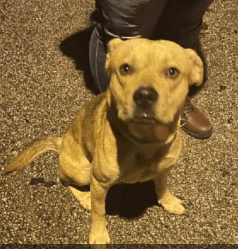 Enlarge Finn, a Adoptable mixed breed in Jasonville, IN image 3/7