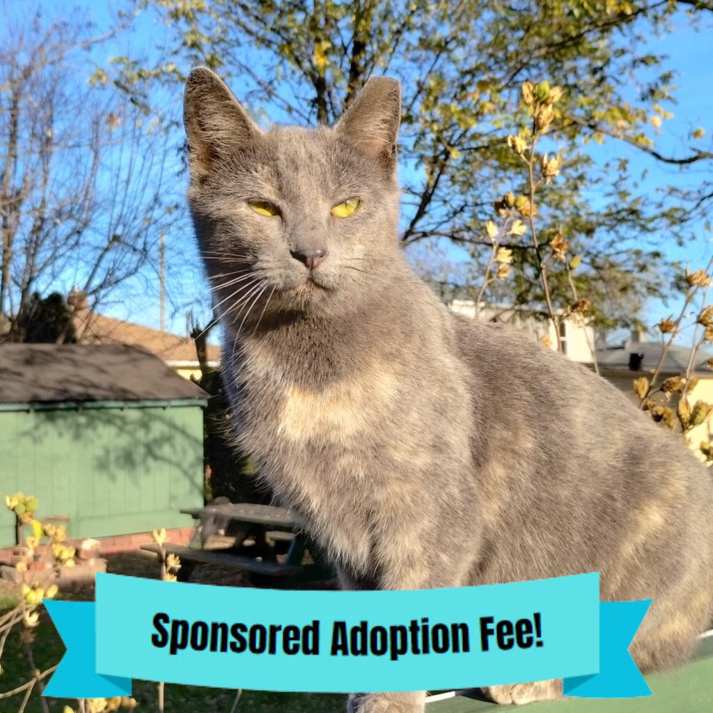 Katarina, Adoptable, Adult Female Domestic Short Hair.