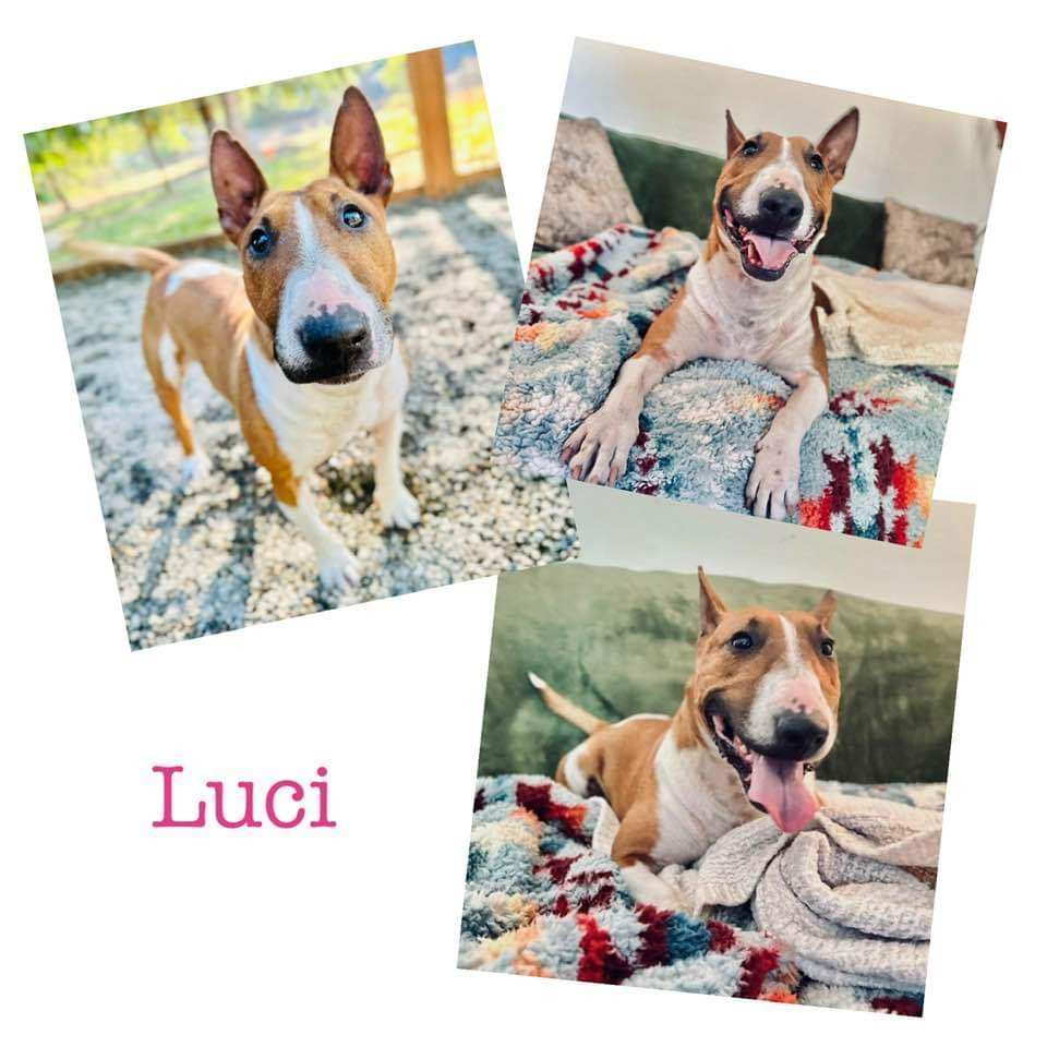 Luci, an adoptable Miniature Bull Terrier in Olympia, WA, 98516 | Photo Image 1