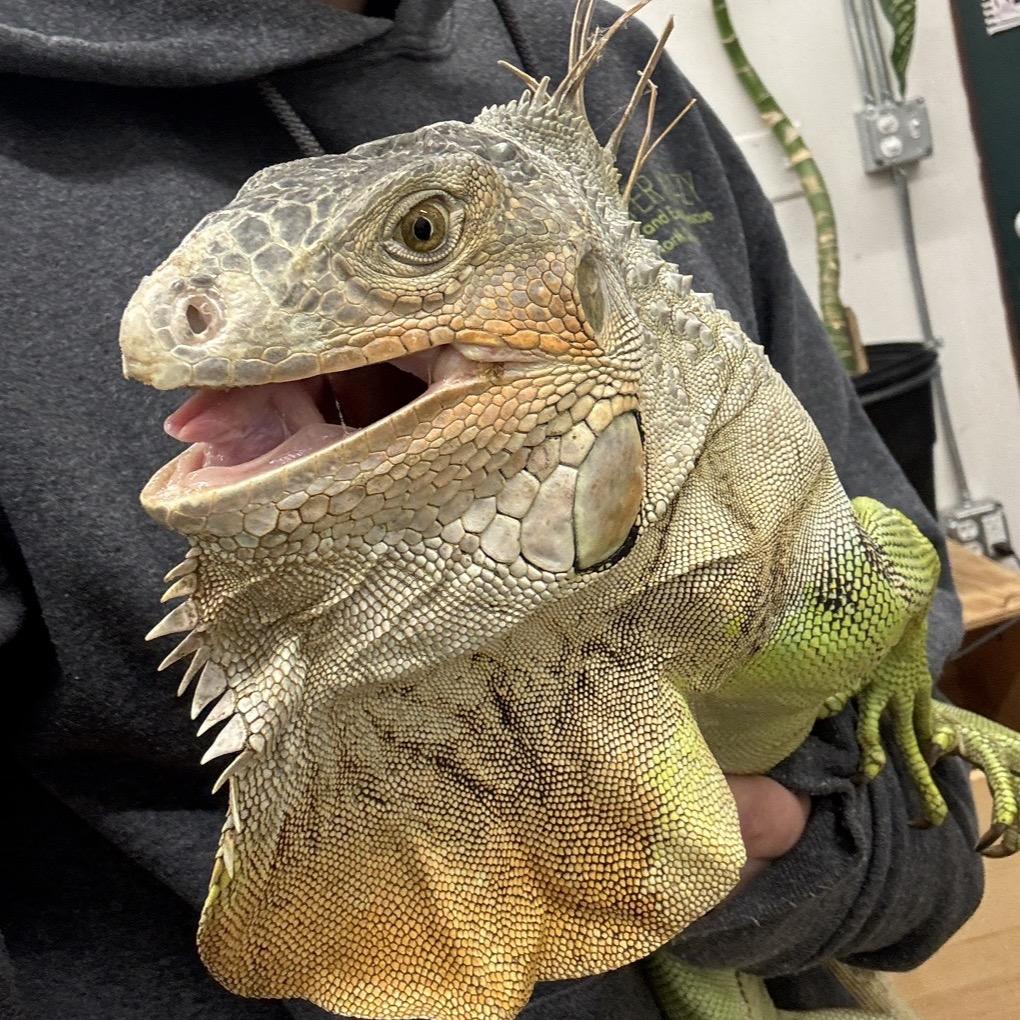 Enlarge GREEN BEAN 25-92, a Adoptable Iguana in Bottineau, ND image 1/4