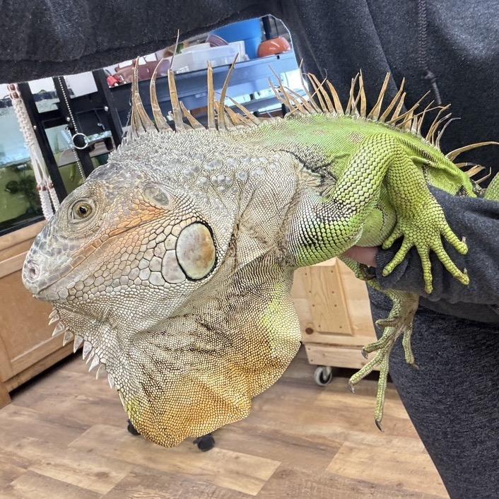 Enlarge GREEN BEAN 25-92, a Adoptable Iguana in Bottineau, ND image 2/4
