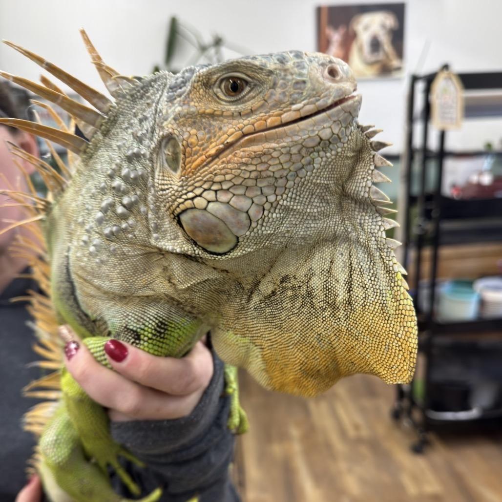Enlarge GREEN BEAN 25-92, a Adoptable Iguana in Bottineau, ND image 3/4