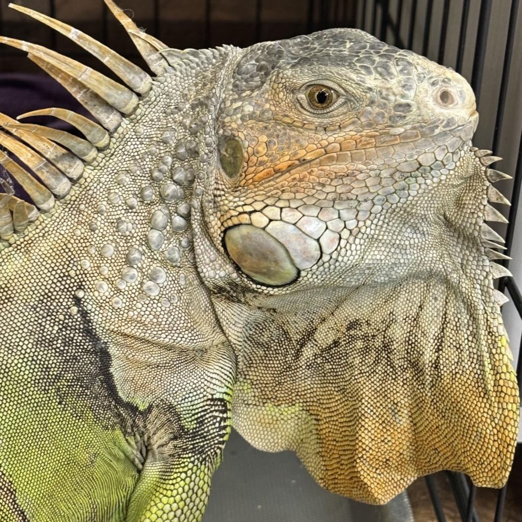 Enlarge GREEN BEAN 25-92, a Adoptable Iguana in Bottineau, ND image 4/4