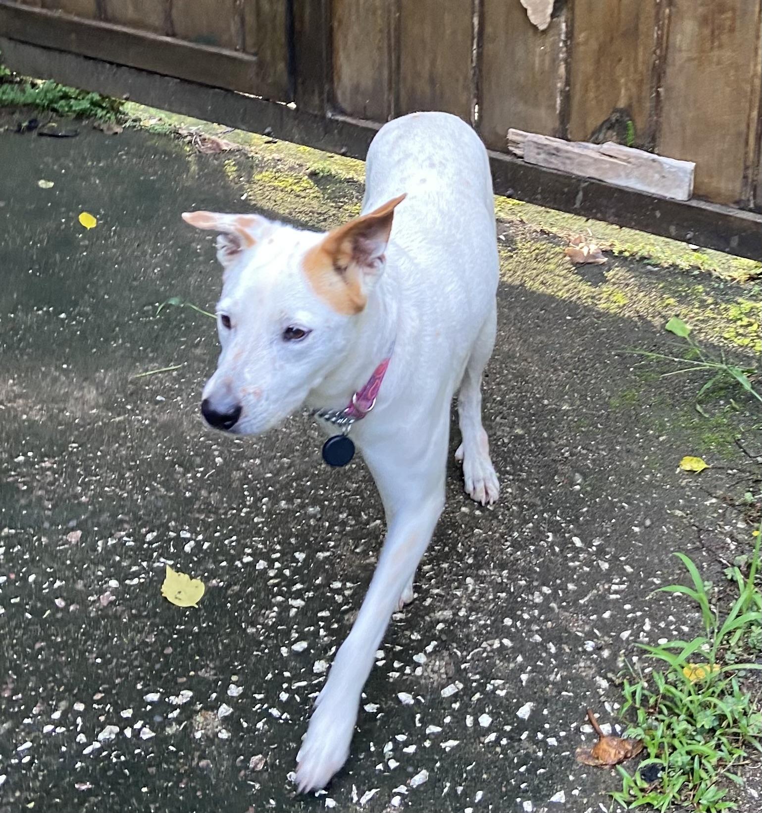 LUCY - 35lbs, a Adoptable mixed breed in North York, ON image 1/6