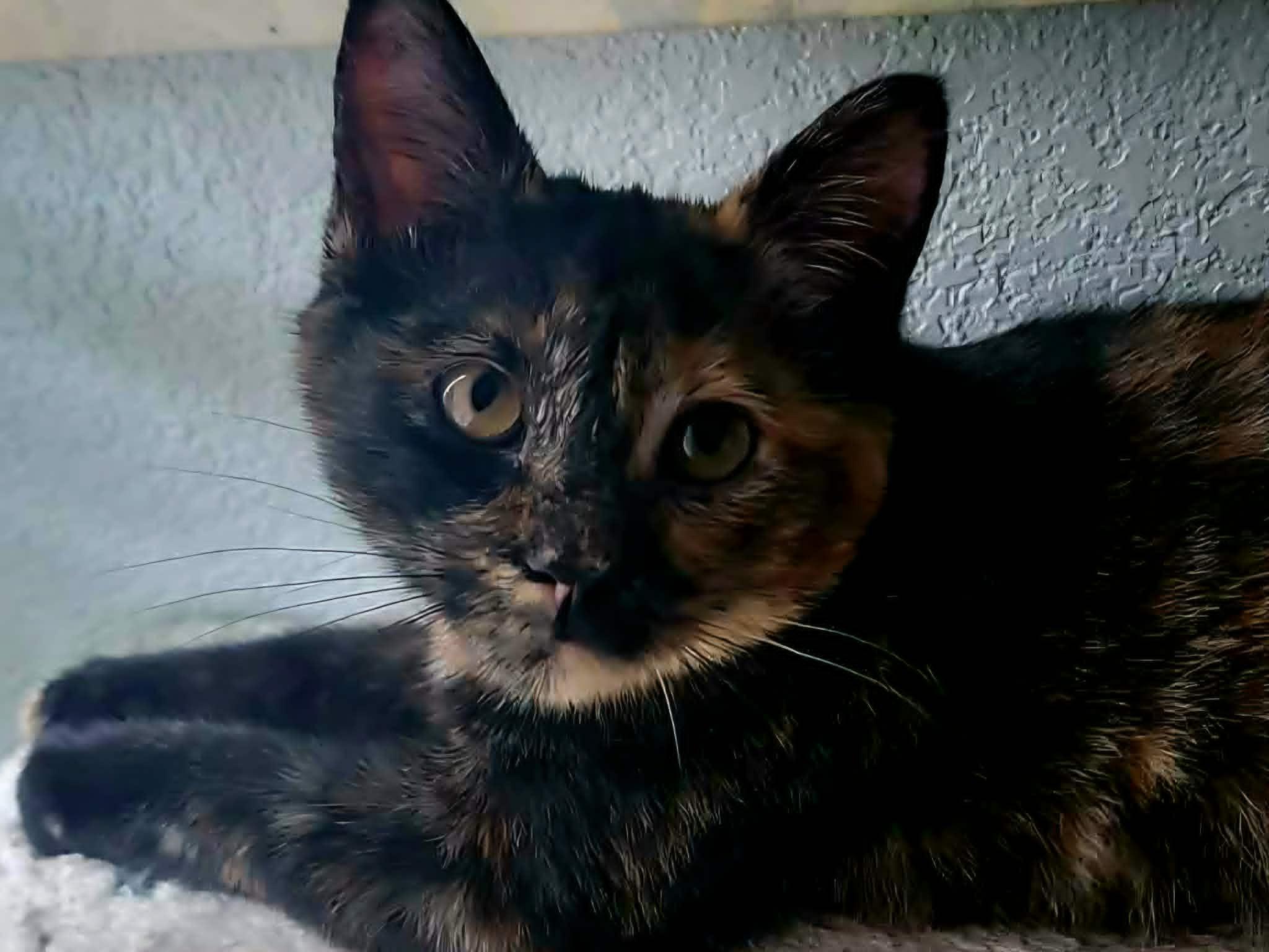 Marigold, an adopted Tortoiseshell in Mansfield, TX image 4/4