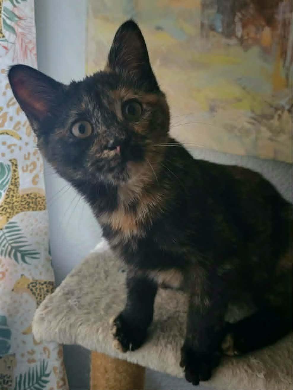 Marigold, an adopted Tortoiseshell in Mansfield, TX image 2/4