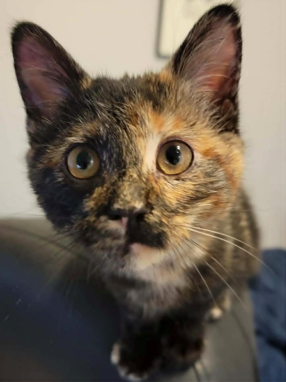 Marigold, an adopted Tortoiseshell in Mansfield, TX image 3/4