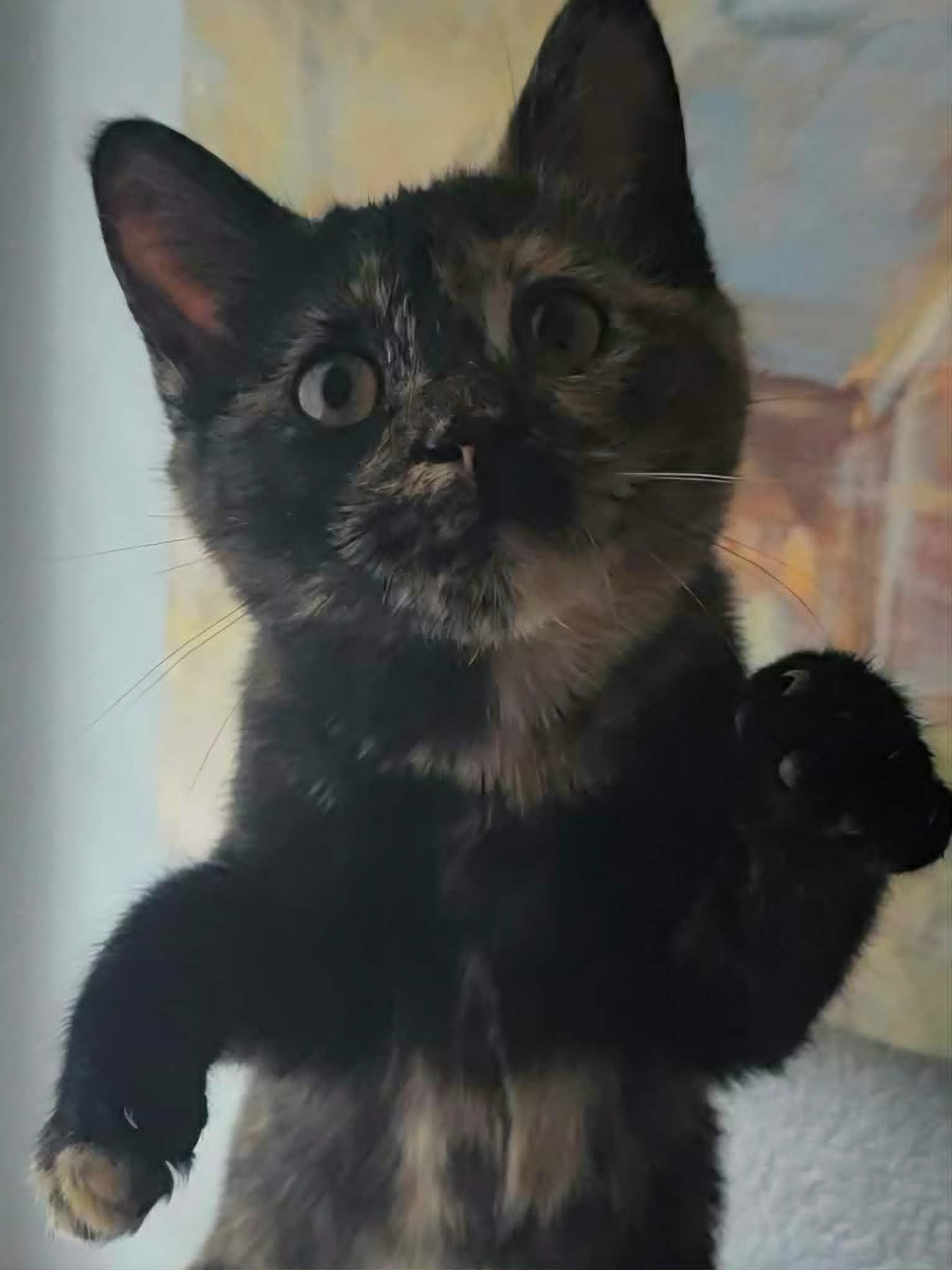 Marigold, an adopted Tortoiseshell in Mansfield, TX image 1/4