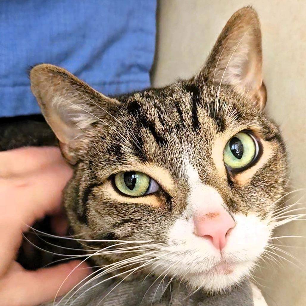 Dr Pepper (FKA Dezi), Adoptable, Adult Male Domestic Short Hair.