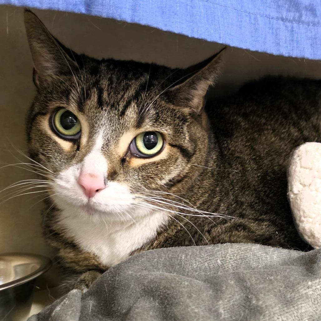 Enlarge Dr Pepper (FKA Dezi), a Adoptable Domestic Short Hair in Michigan City, IN image 2/5