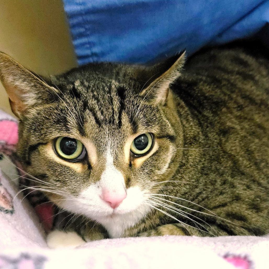 Enlarge Dr Pepper (FKA Dezi), a Adoptable Domestic Short Hair in Michigan City, IN image 3/5