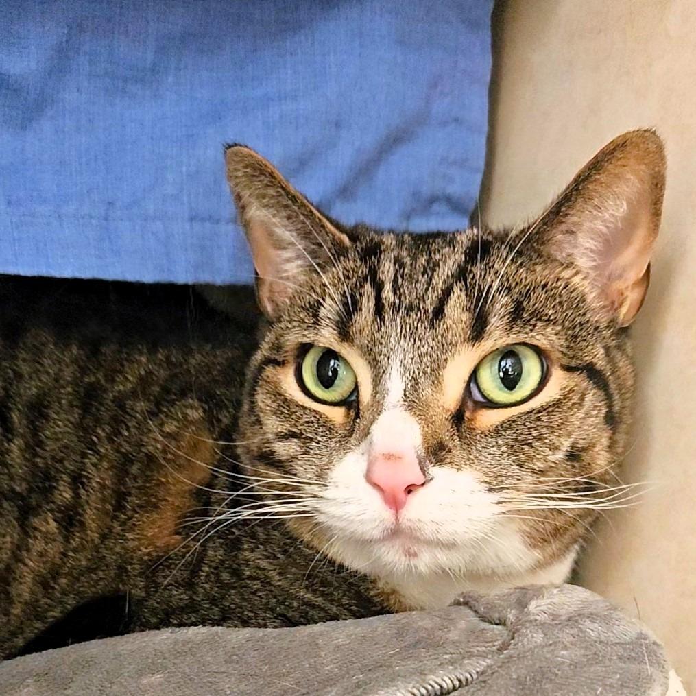 Enlarge Dr Pepper (FKA Dezi), a Adoptable Domestic Short Hair in Michigan City, IN image 4/5