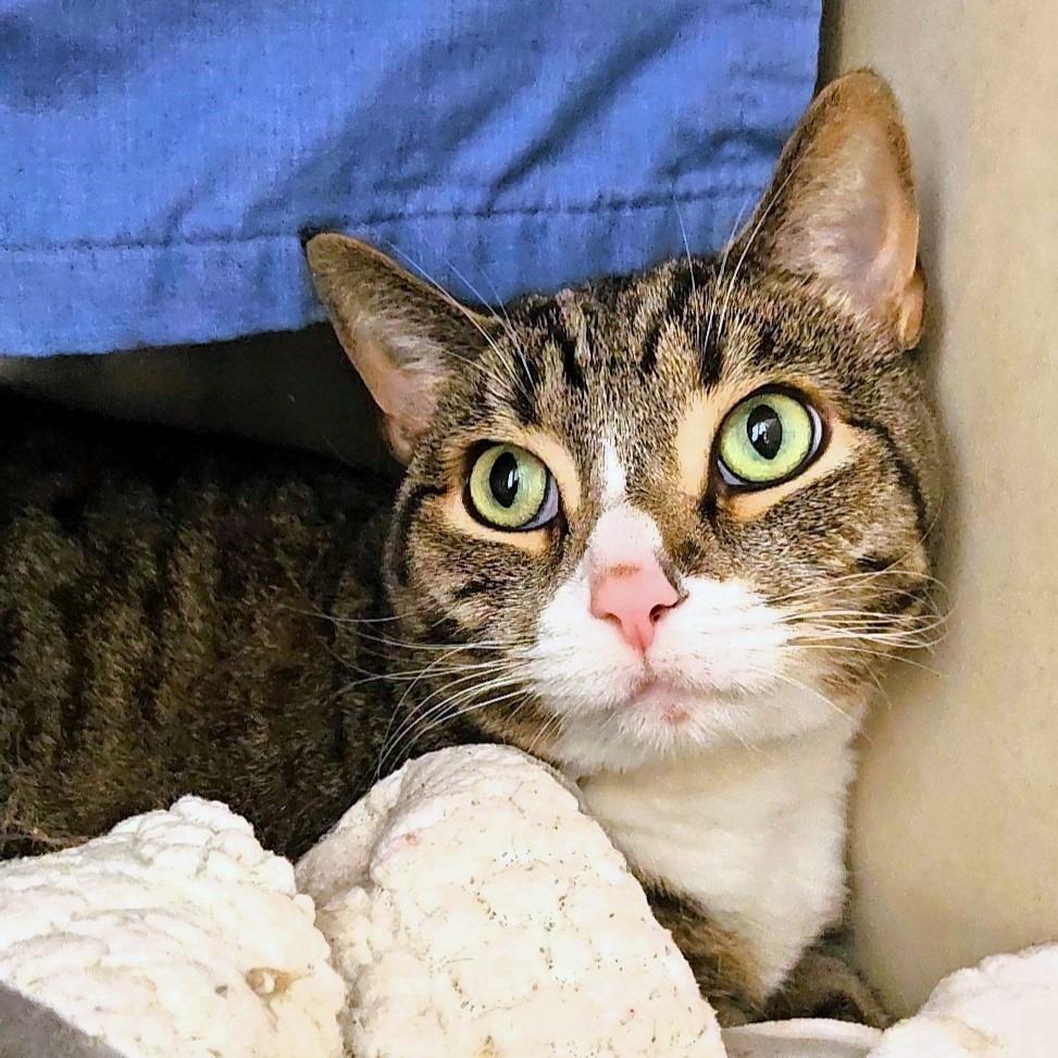 Enlarge Dr Pepper (FKA Dezi), a Adoptable Domestic Short Hair in Michigan City, IN image 5/5