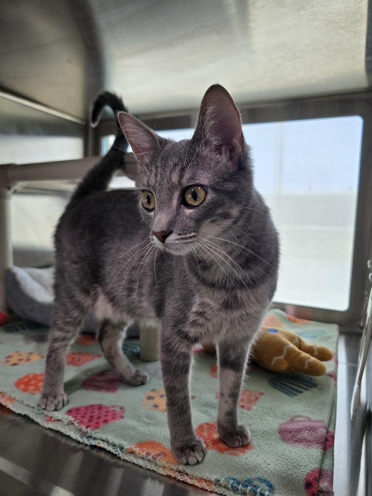 Delta, Adoptable, Young Female Domestic Short Hair.
