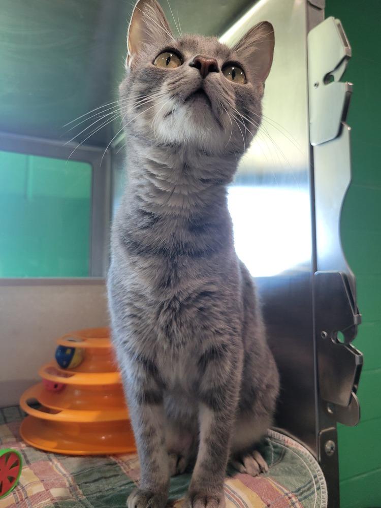 Enlarge Delta, a Adoptable mixed breed in Wellington, KS image 2/6