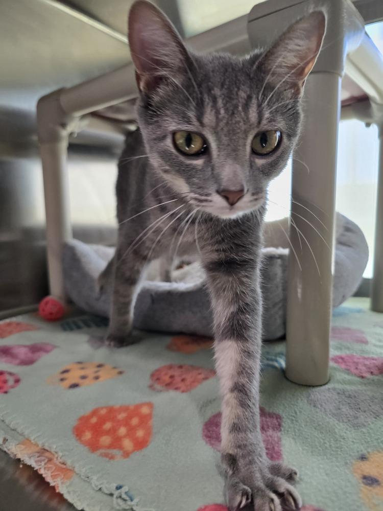 Enlarge Delta, a Adoptable mixed breed in Wellington, KS image 3/6