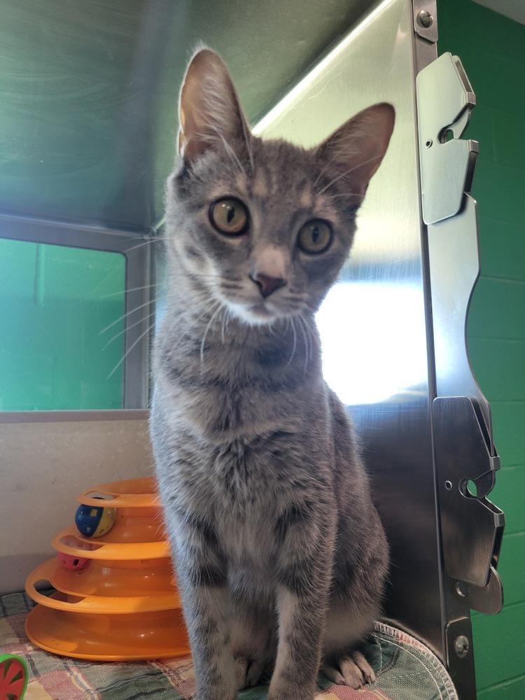 Enlarge Delta, a Adoptable mixed breed in Wellington, KS image 4/6