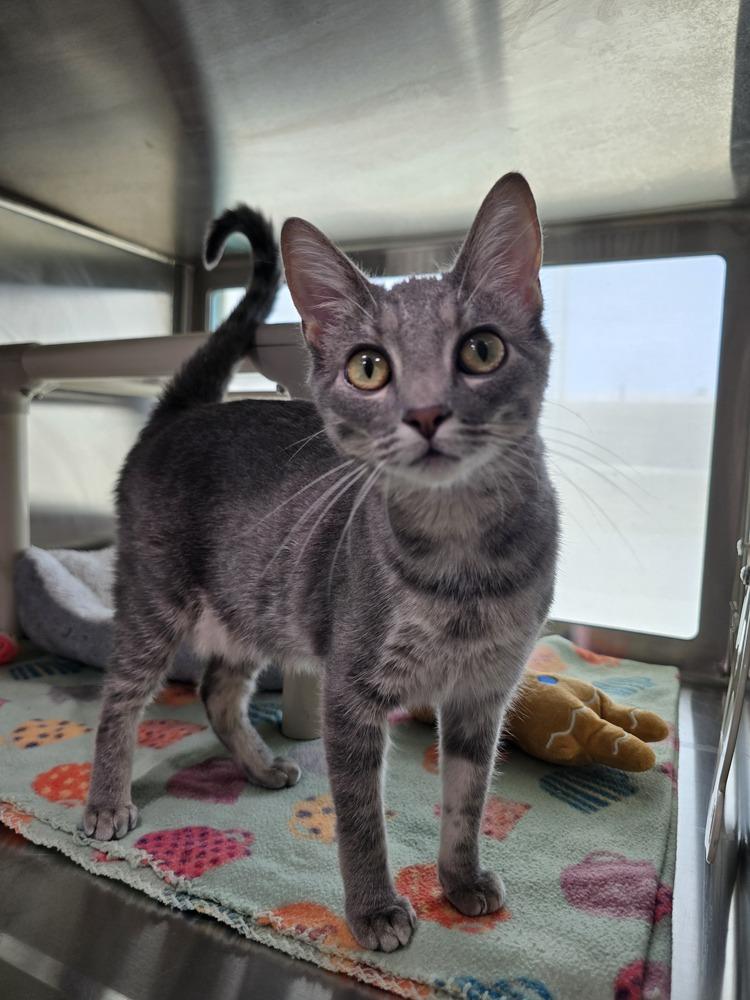 Enlarge Delta, a Adoptable mixed breed in Wellington, KS image 5/6