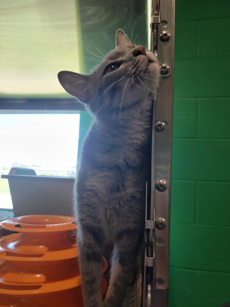 Enlarge Delta, a Adoptable mixed breed in Wellington, KS image 6/6