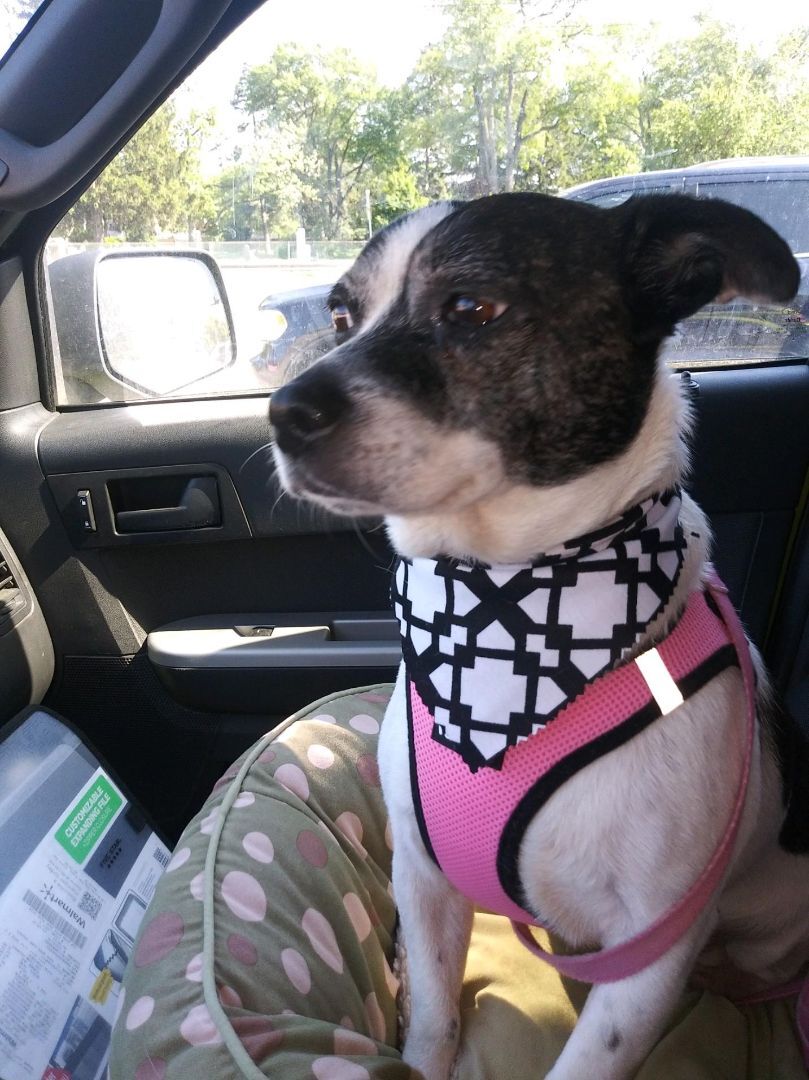 Enlarge Dash, a Adoptable mixed breed in Maumee, OH image 2/4