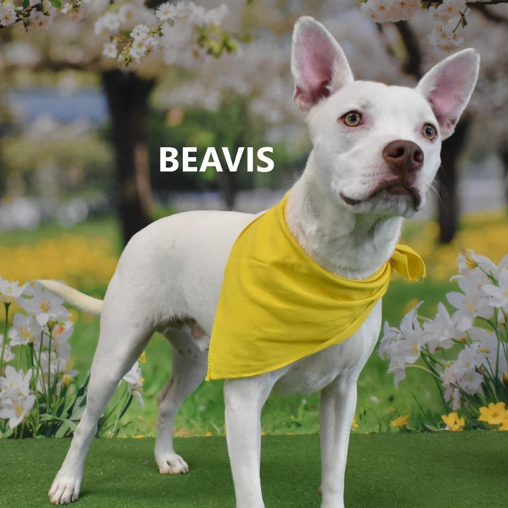 Beavis, Adoptable, Adult Male Mixed Breed.