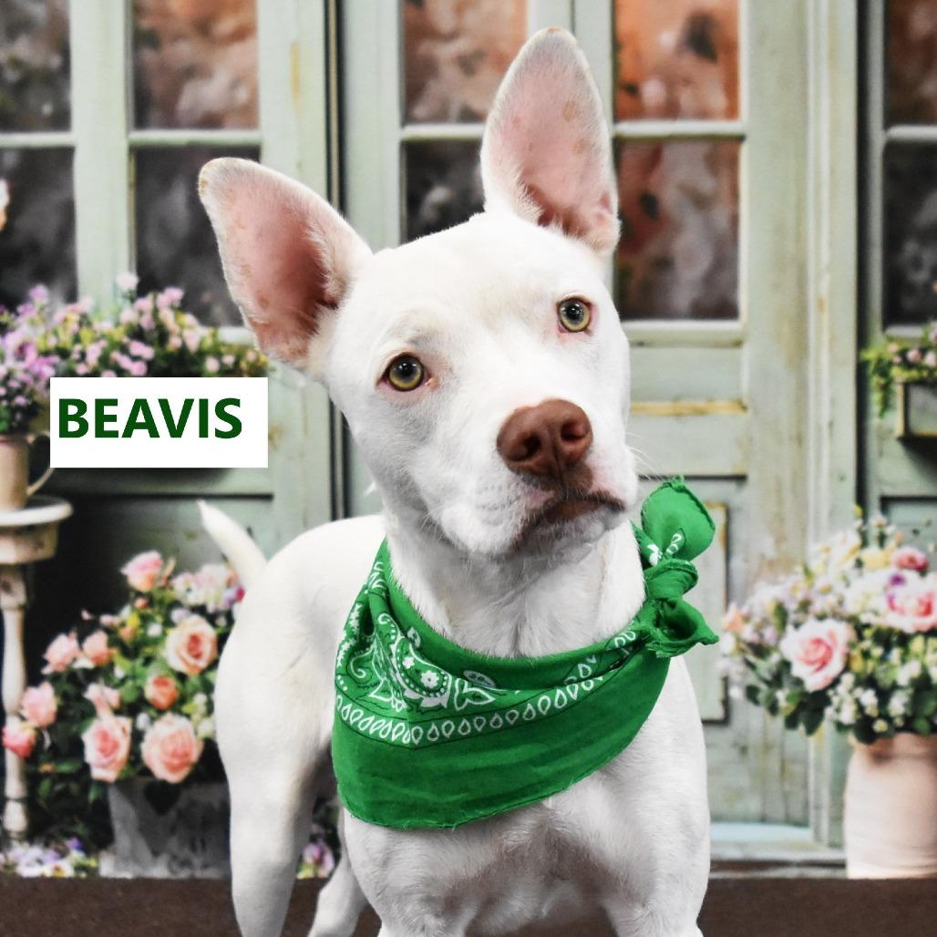 Enlarge Beavis, a Adoptable Mixed Breed in Yuma, AZ image 2/4