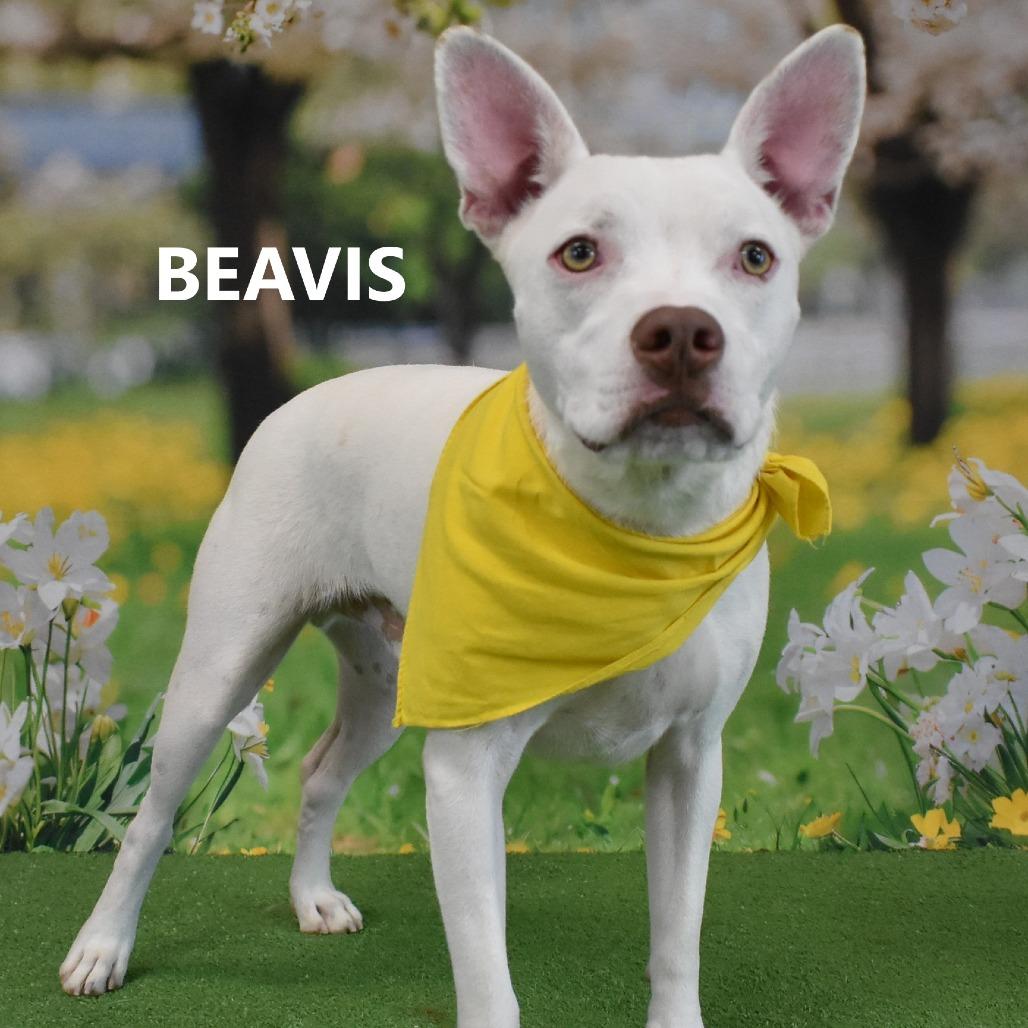 Enlarge Beavis, a Adoptable Mixed Breed in Yuma, AZ image 3/4