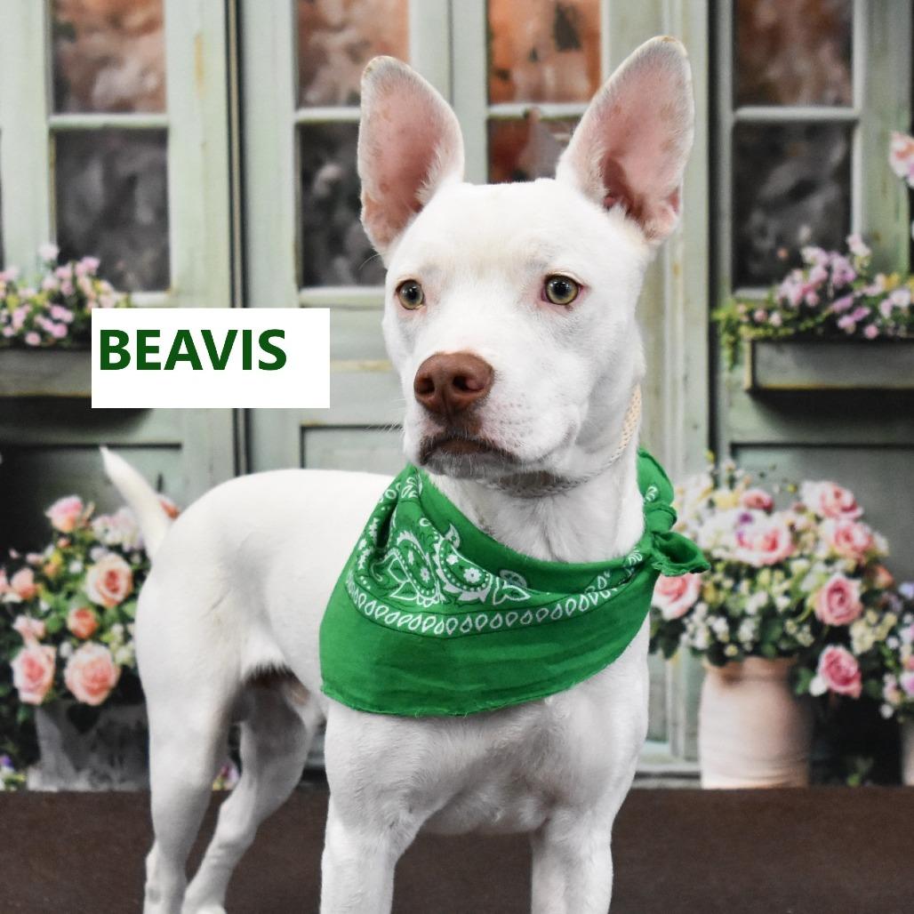 Enlarge Beavis, a Adoptable Mixed Breed in Yuma, AZ image 4/4