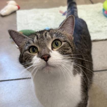 Bronze, a Adoptable Domestic Short Hair in San Francisco, CA image 1/3