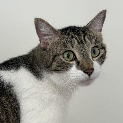 Bronze, a Adoptable Domestic Short Hair in San Francisco, CA image 2/3