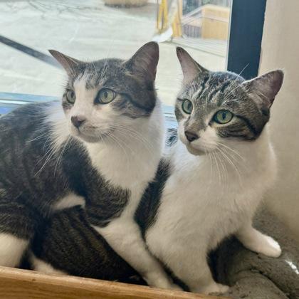 Bronze, a Adoptable Domestic Short Hair in San Francisco, CA image 3/3