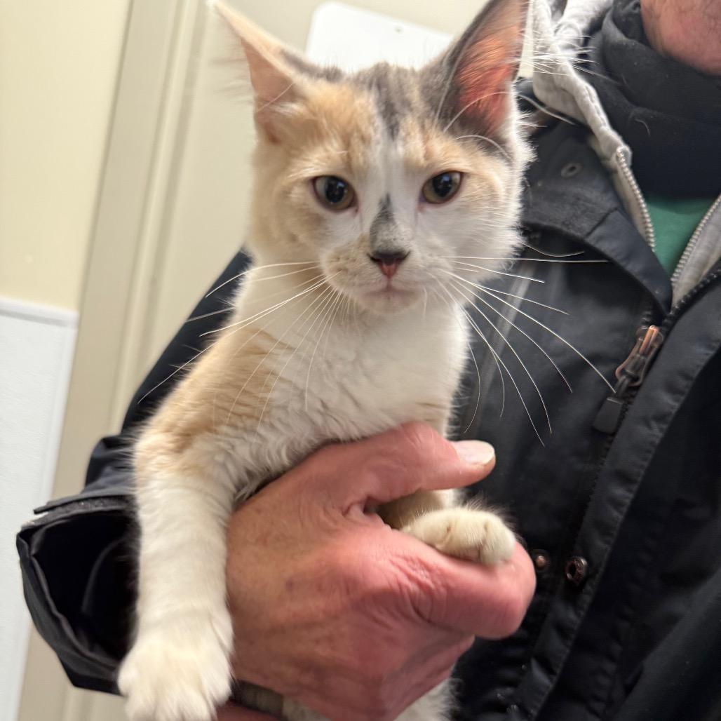 Enlarge Ashbin, a Adoptable Domestic Medium Hair in Tulsa, OK image 1/2