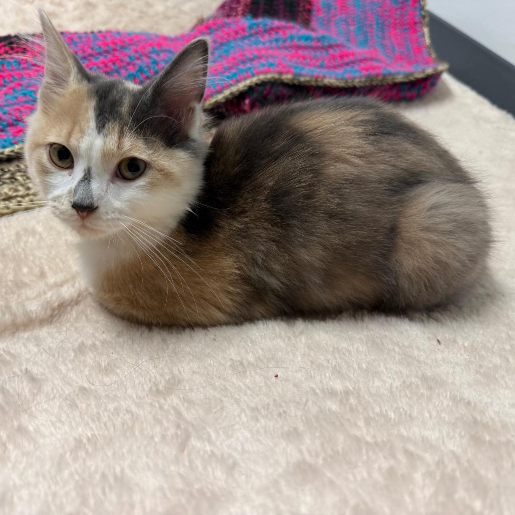 Enlarge Ashbin, a Adoptable Domestic Medium Hair in Tulsa, OK image 2/2