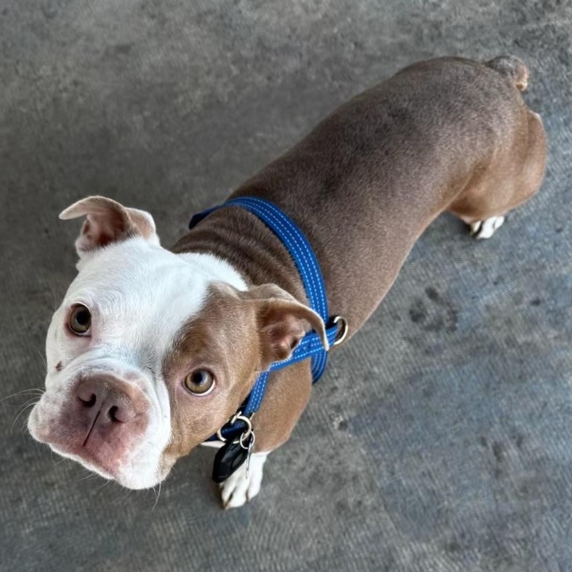 Jax - Pending, an adoptable Boston Terrier in Elkhorn, NE image 1/4