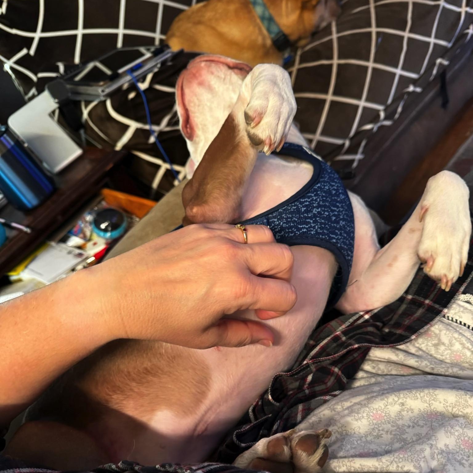 Jax - Pending, an adoptable Boston Terrier in Elkhorn, NE image 3/4