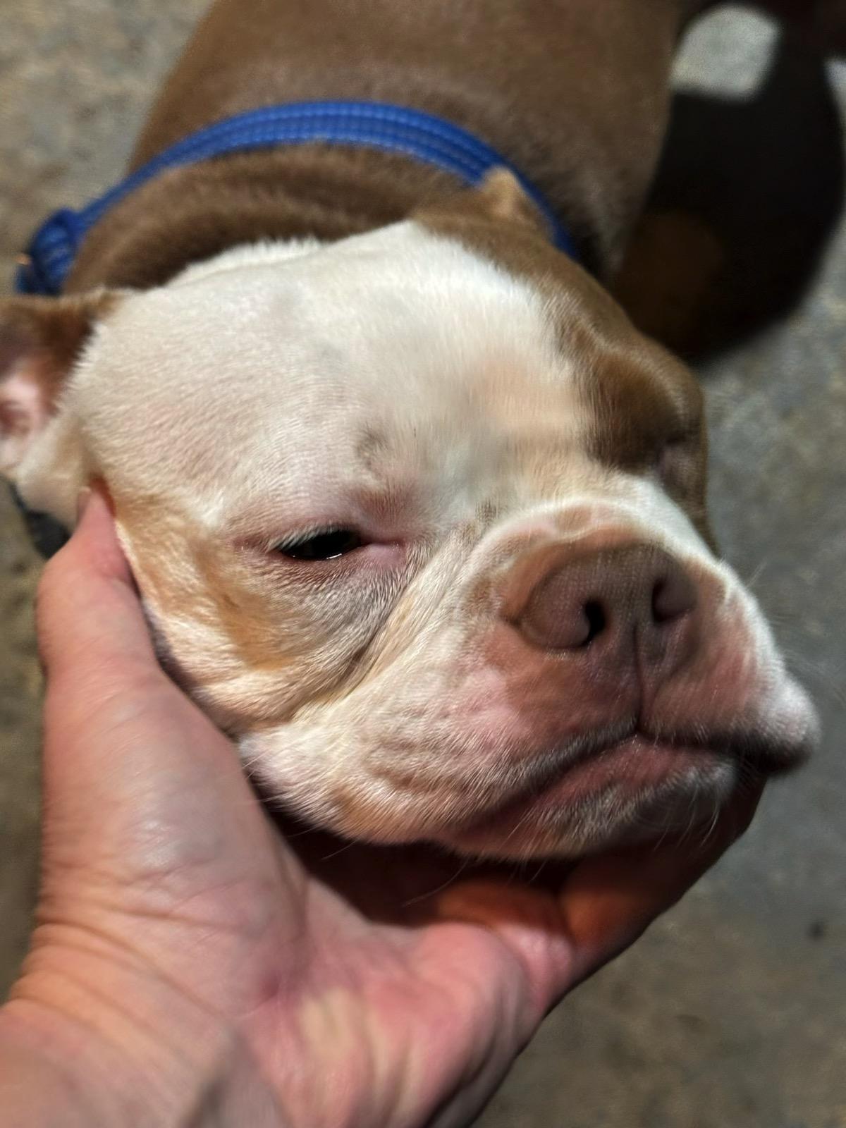 Jax - Pending, an adoptable Boston Terrier in Elkhorn, NE image 4/4