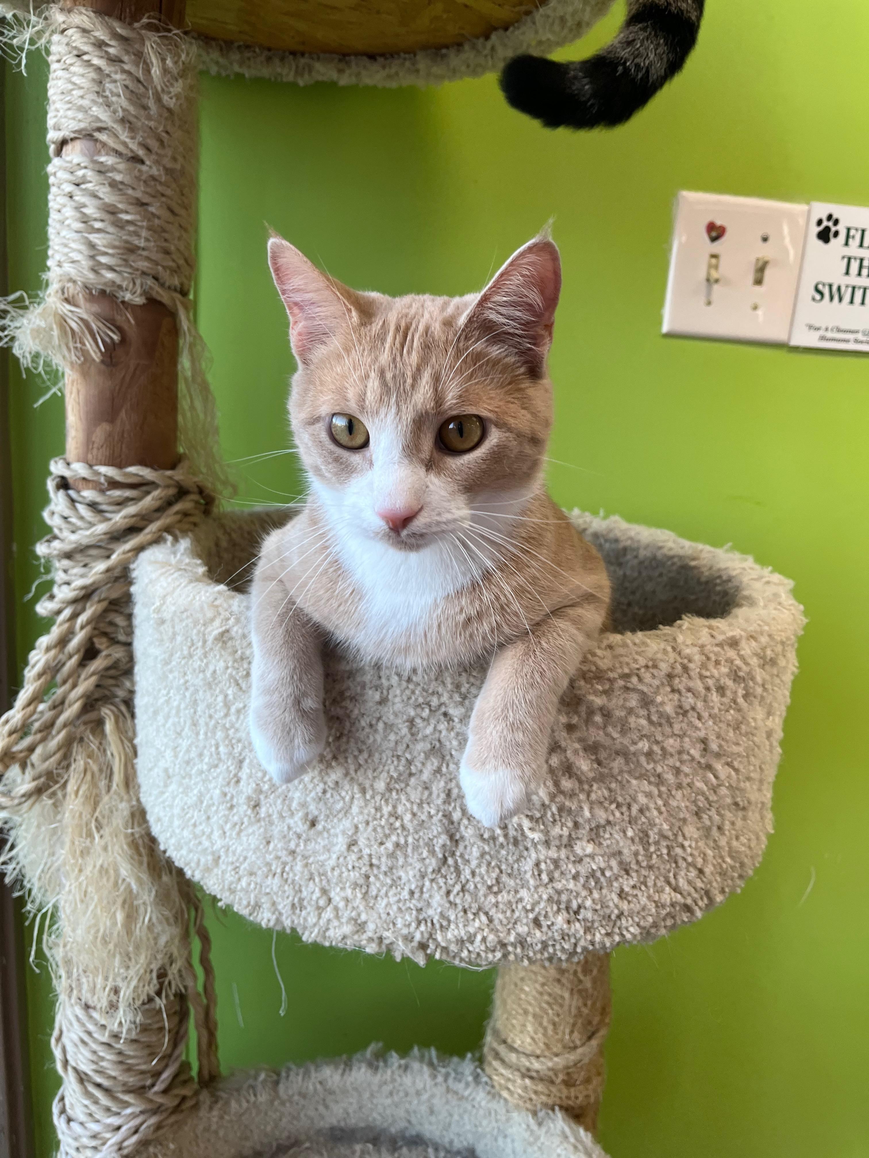 Enlarge Hulu, a Adoptable Domestic Short Hair in Richmond, KY image 1/6