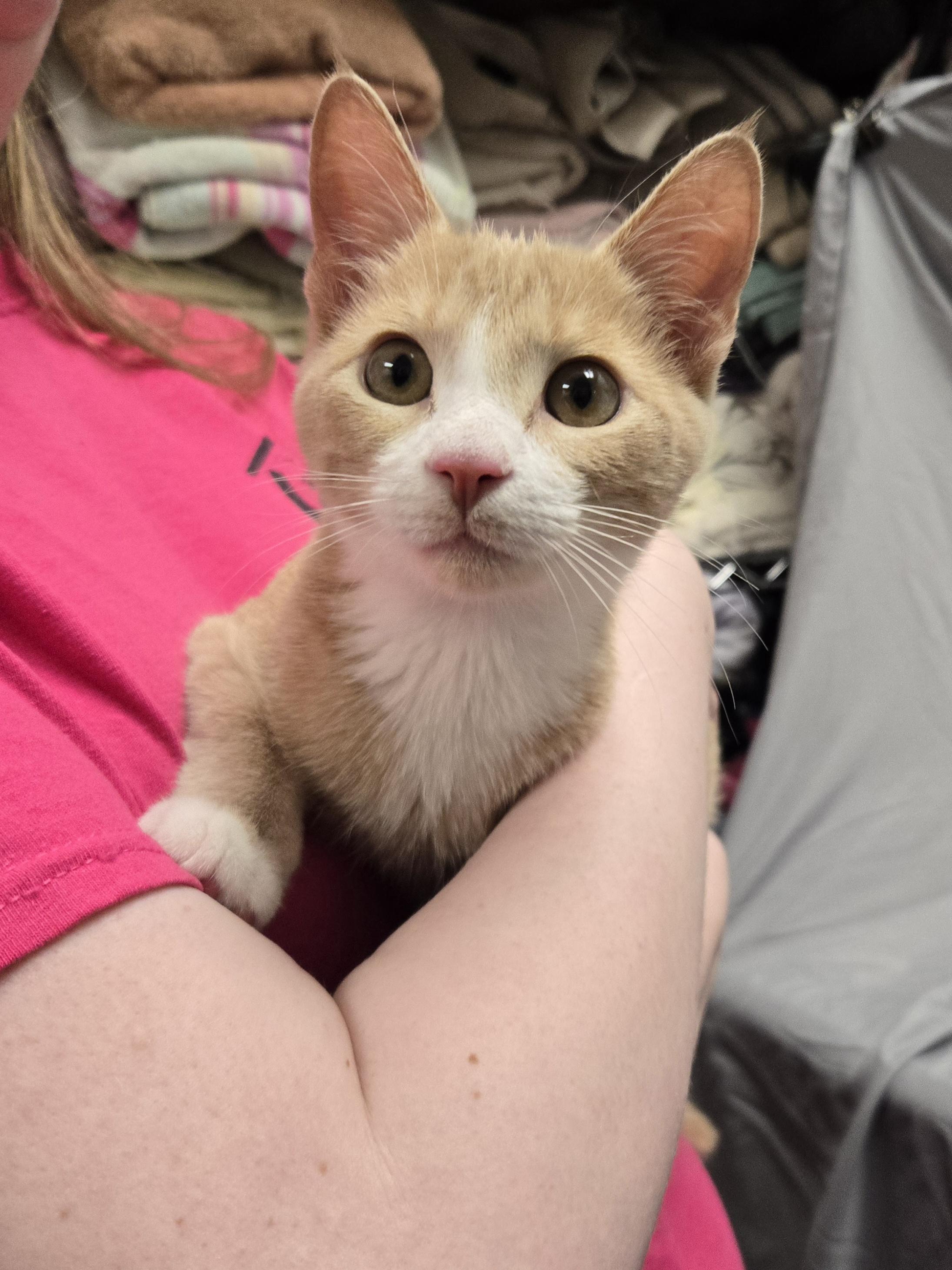 Enlarge Hulu, a Adoptable Domestic Short Hair in Richmond, KY image 3/6