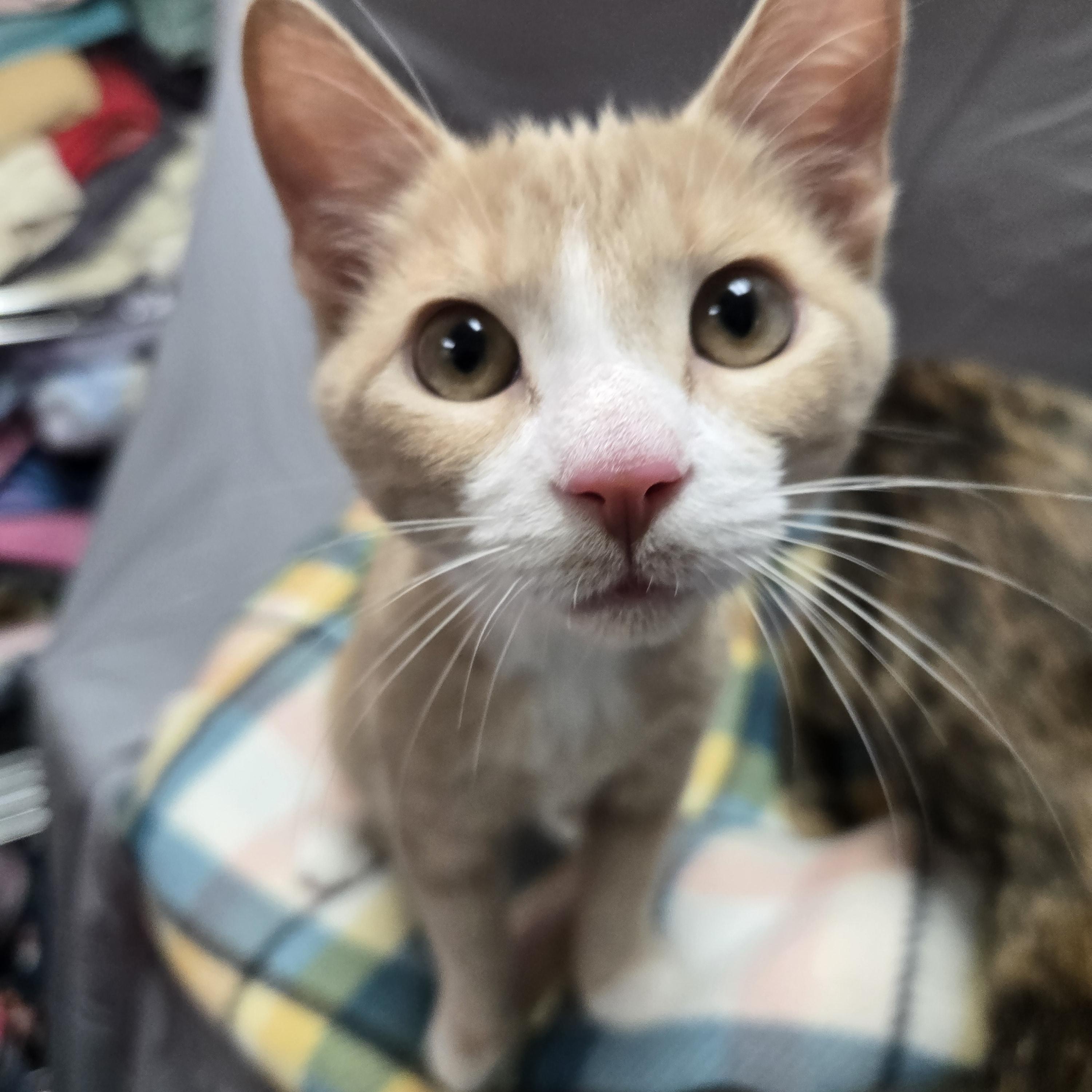 Enlarge Hulu, a Adoptable Domestic Short Hair in Richmond, KY image 2/6