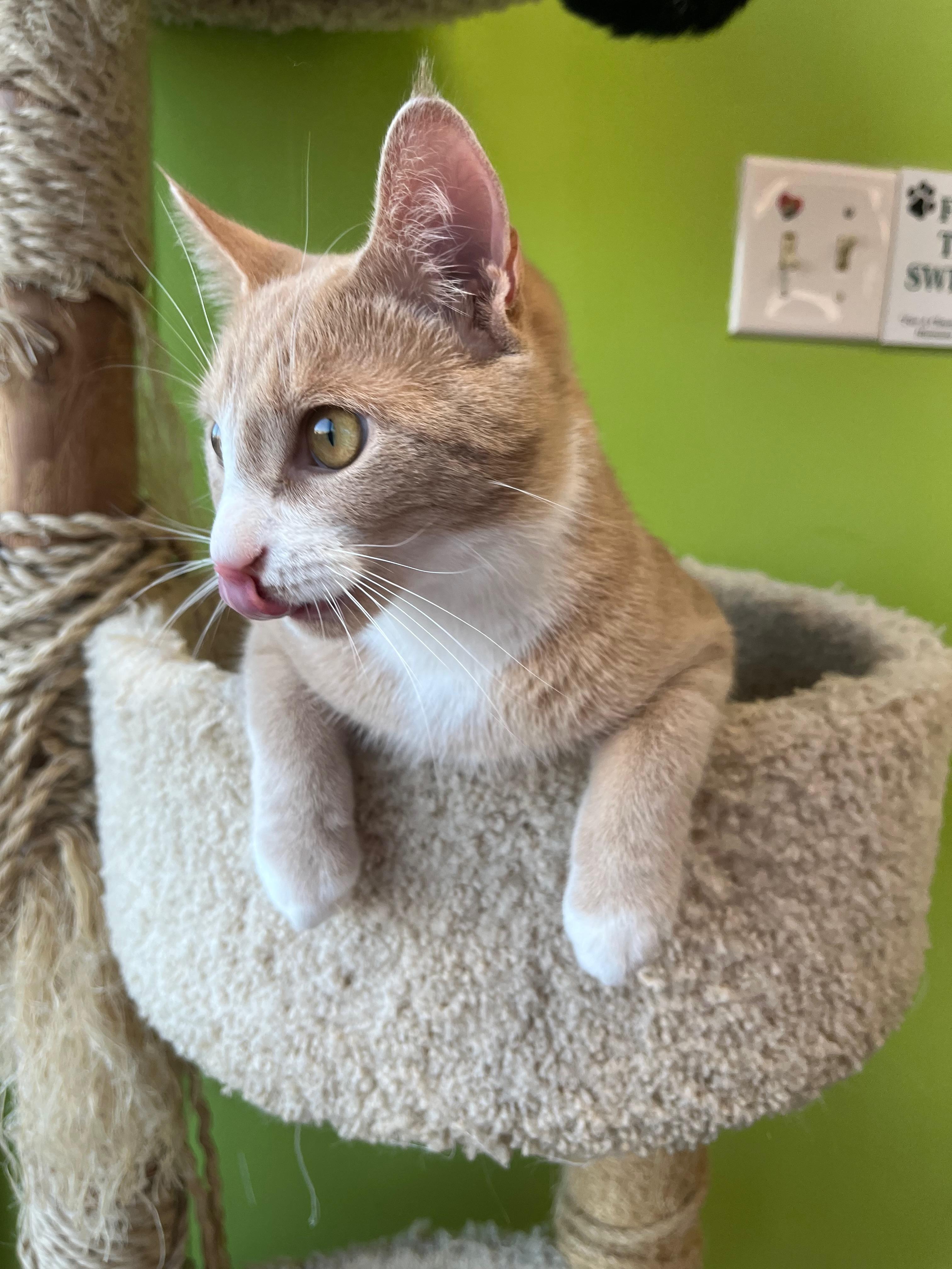 Enlarge Hulu, a Adoptable Domestic Short Hair in Richmond, KY image 5/6