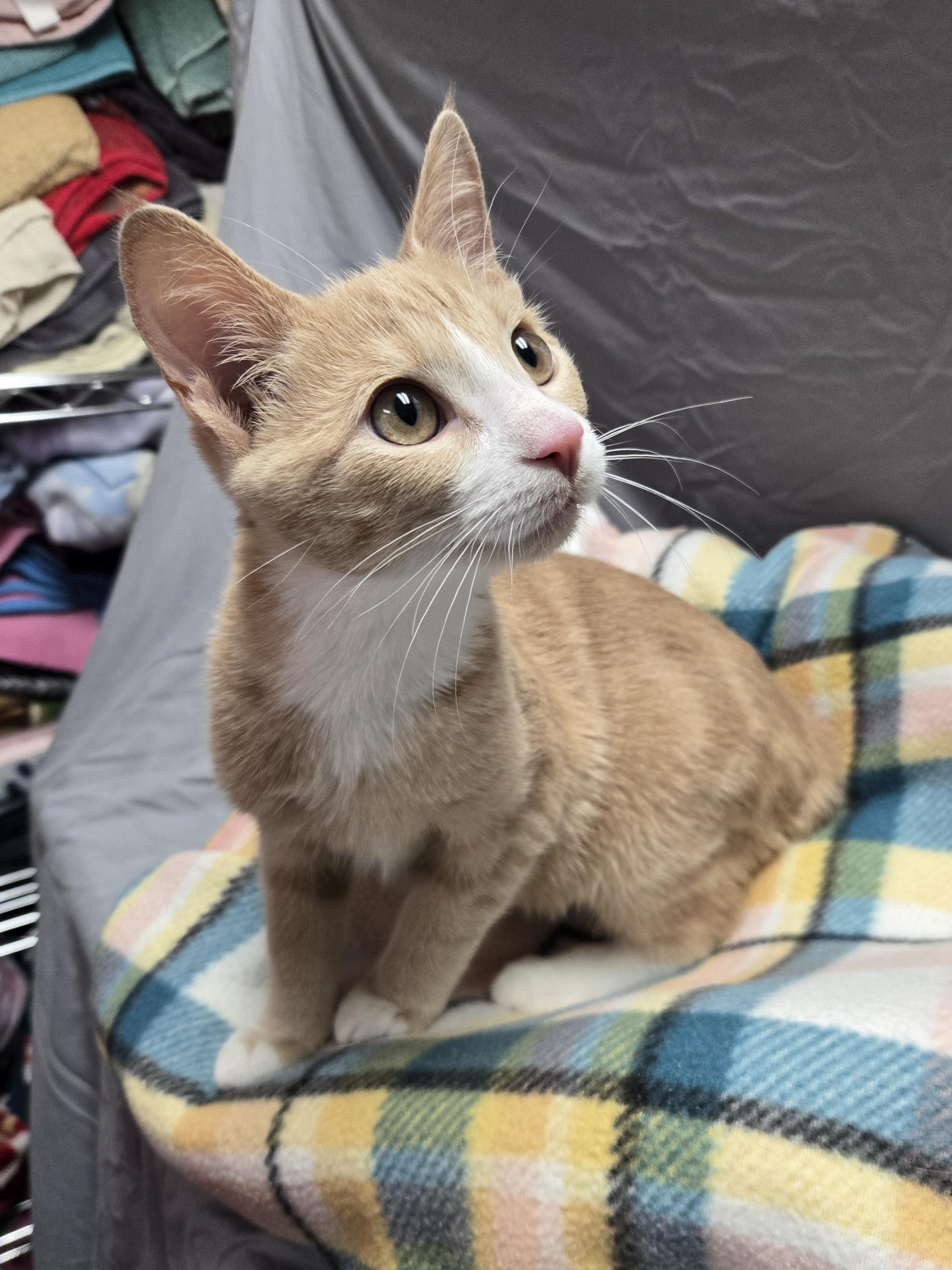 Enlarge Hulu, a Adoptable Domestic Short Hair in Richmond, KY image 4/6