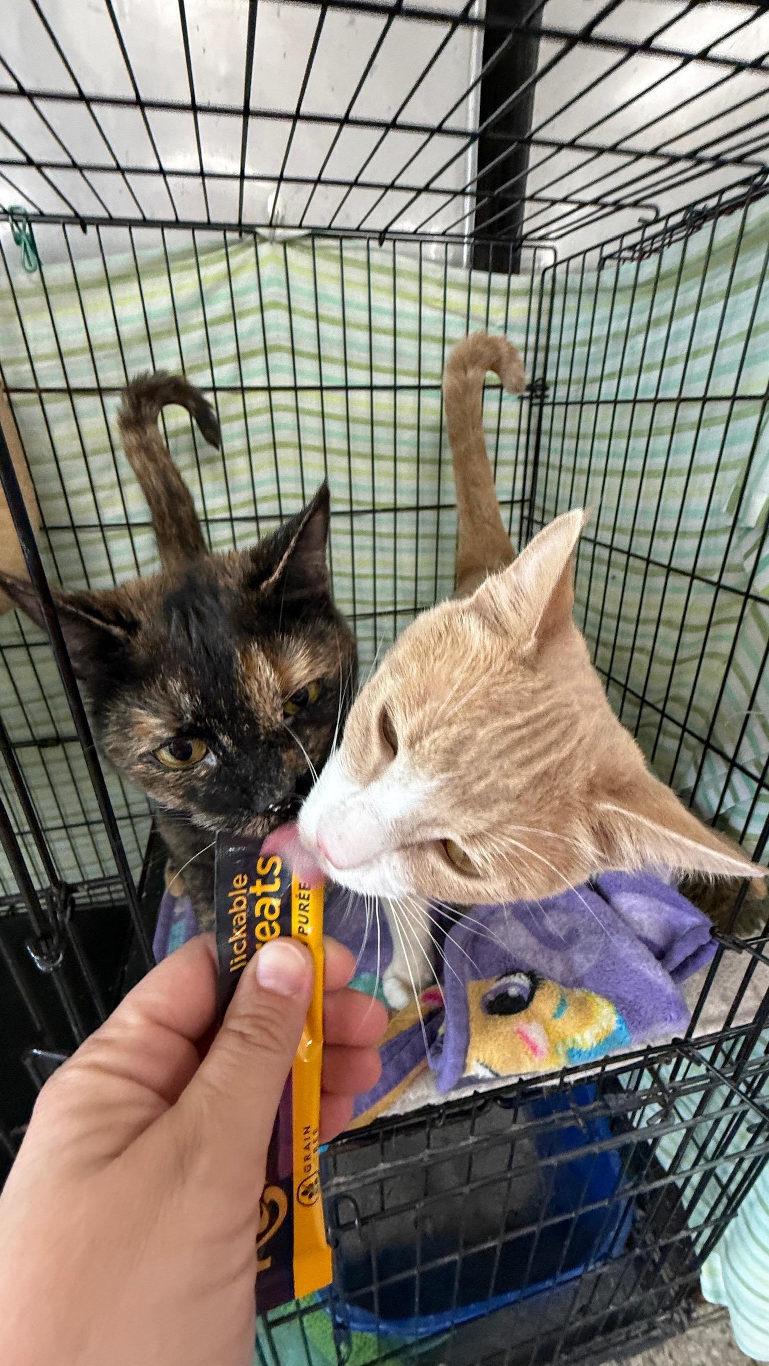 Enlarge Hulu, a Adoptable Domestic Short Hair in Richmond, KY image 6/6